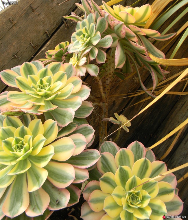 Aeonium 'Fiesta' ??  GBPIX_photo_741084