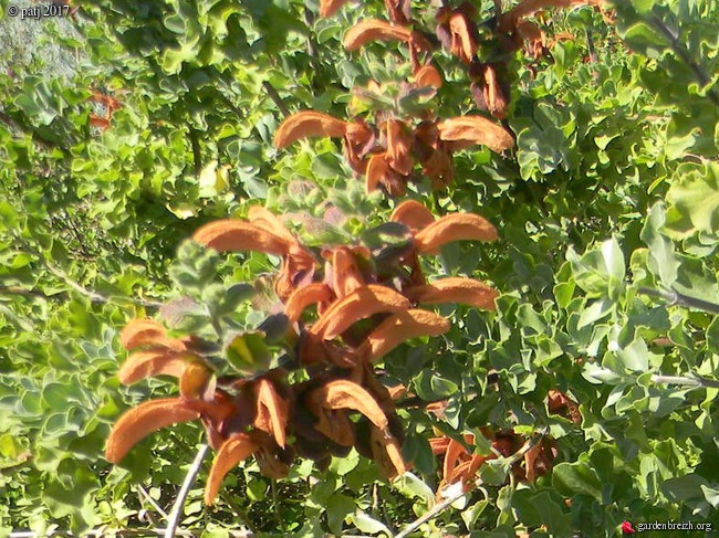 Salvia africana-lutea  GBPIX_photo_742393