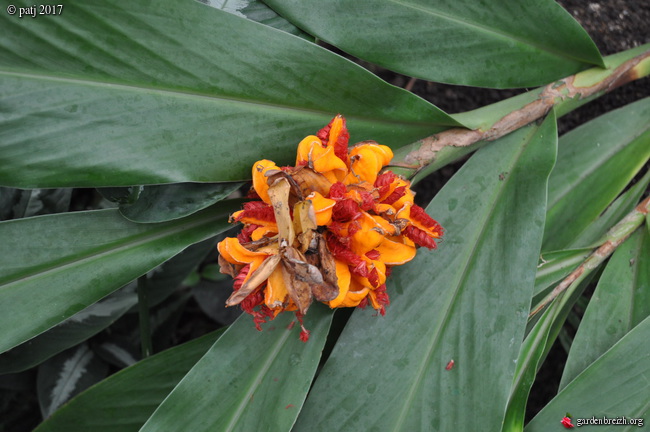 Hedychium muluense  GBPIX_photo_743596