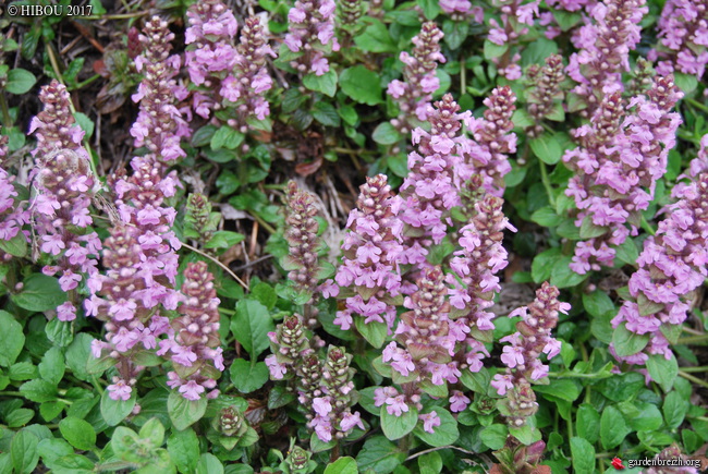 Ajuga reptans - bugle rampante - Page 2 GBPIX_photo_746023