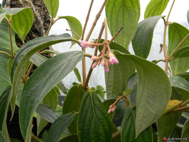 Medinilla venosa  GBPIX_photo_746220