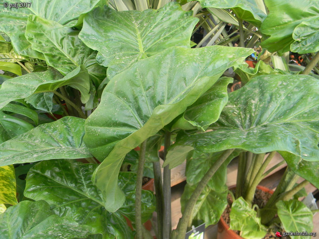 Alocasia 'Portodora' GBPIX_photo_749076