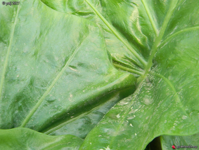 Alocasia 'Portodora' GBPIX_photo_749077