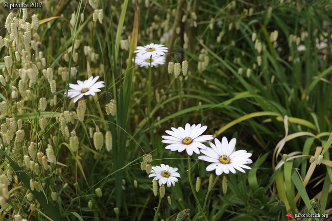 Osteospermum fruticosum - marguerite du Cap GBPIX_photo_749723