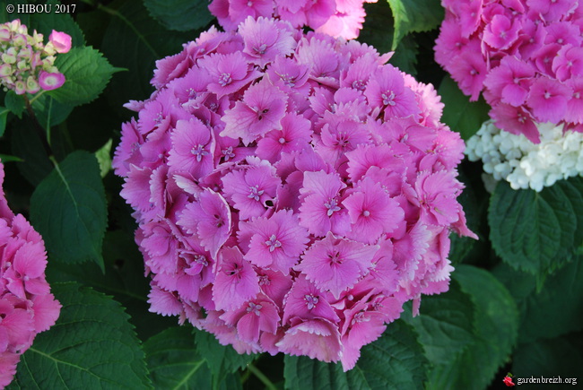 Hydrangea cv. ? [identification non terminée] GBPIX_photo_750436