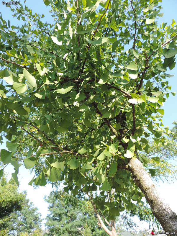 Ginkgo biloba - arbre aux quarante écus - Page 8 GBPIX_photo_751698