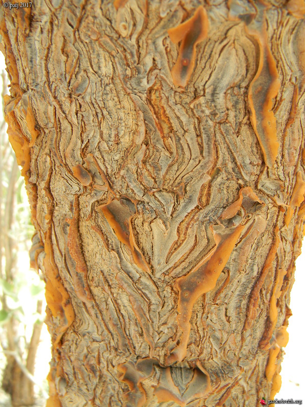 Kalanchoe 'Oak Leaf' - Page 2 GBPIX_photo_755994
