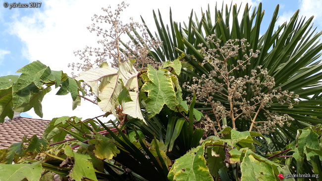 Tetrapanax papyrifera - Page 9 GBPIX_photo_764746