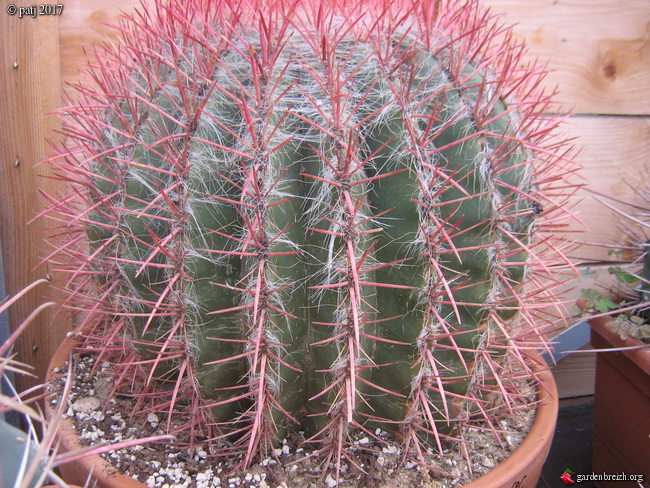 Ferocactus pilosus GBPIX_photo_764854