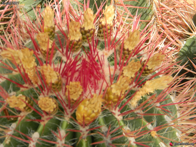 Ferocactus pilosus GBPIX_photo_764864