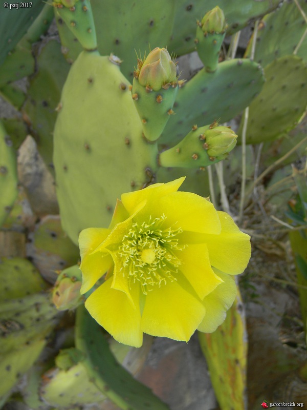 Opuntia ficus-indica  - Page 3 GBPIX_photo_767201