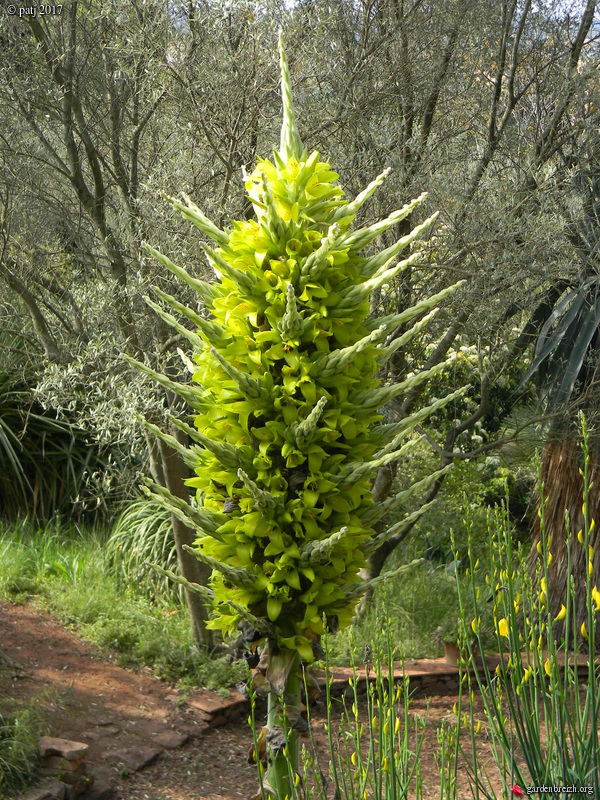Puya chilensis - Page 2 GBPIX_photo_767521