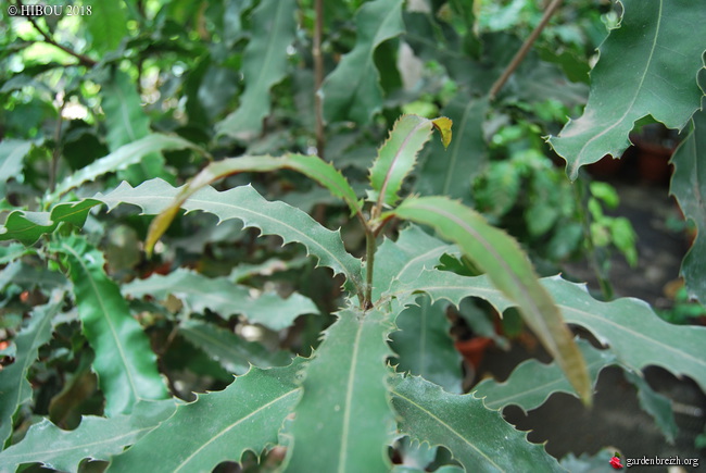 Macadamia integrifolia [identification] GBPIX_photo_770057