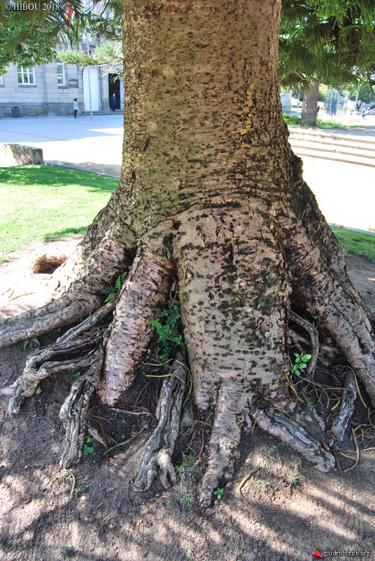 araucaria - Araucaria heterophylla - pin de Norfolk GBPIX_photo_770803