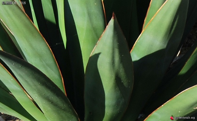 Agave sp. [id. Agave mystère - saison 4] GBPIX_photo_776885