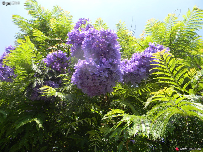 Jacaranda mimosifolia - Page 4 GBPIX_photo_785841