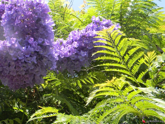 Jacaranda mimosifolia - Page 4 GBPIX_photo_785842