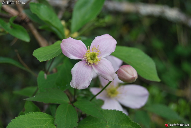 Clematis montana hybride GBPIX_photo_790417