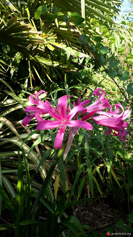 Nerine et x Amarine GBPIX_photo_790657