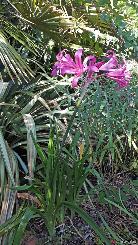 Nerine et x Amarine GBPIX_photo_790658