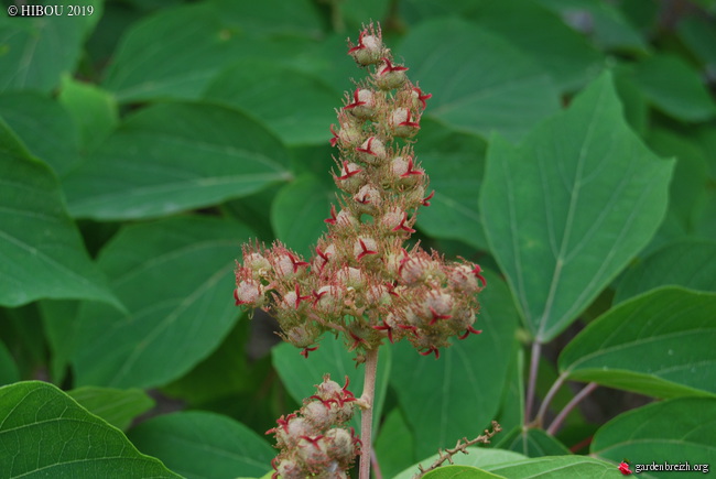 Mallotus japonicus GBPIX_photo_799449