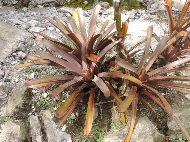 Bromeliaceae - famille - collections  - Page 7 GBPIX_photo_802266