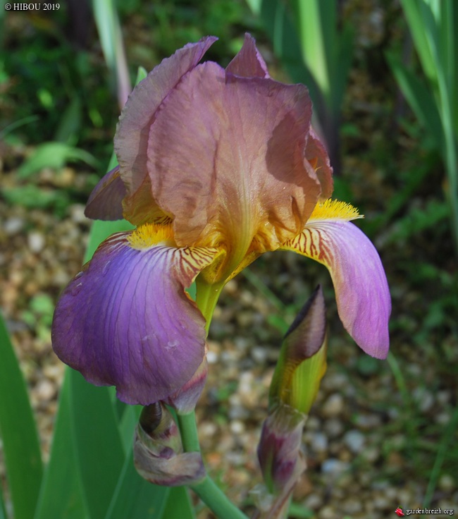 Iris 'Coppélia' (Kawan 107) [identification] GBPIX_photo_806235