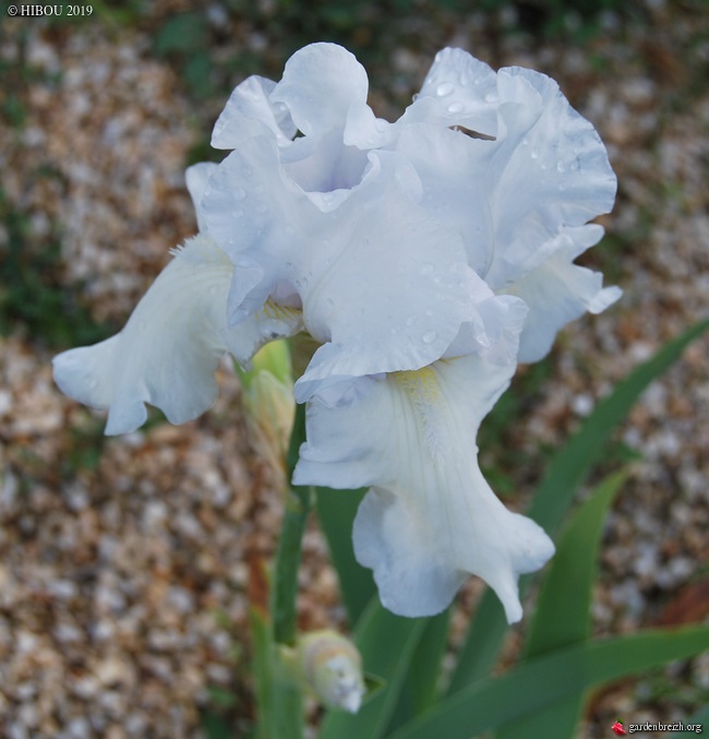 Iris 'Snow Flurry' ? (Kawan 110) [identification à confirmer] GBPIX_photo_806271