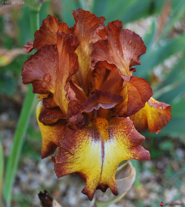 Iris 'Kona Coast' (Kawan 113) [identification] GBPIX_photo_806273