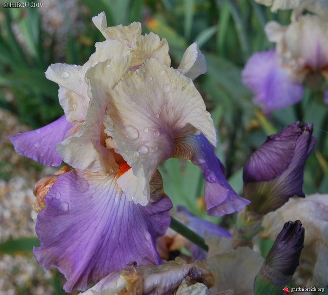 Iris 'Loudoun Charmer' (Kawan 119) [identification] GBPIX_photo_806344