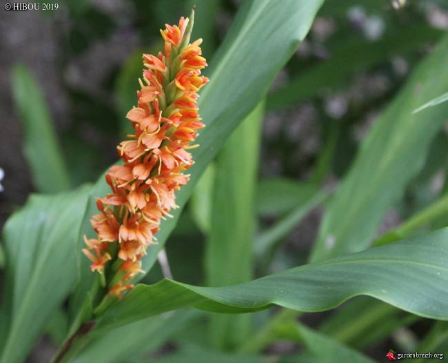 Hedychium densiflorum 'Assam Orange' GBPIX_photo_813894