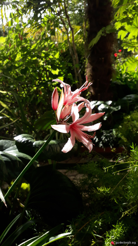 Nerine et x Amarine GBPIX_photo_815677