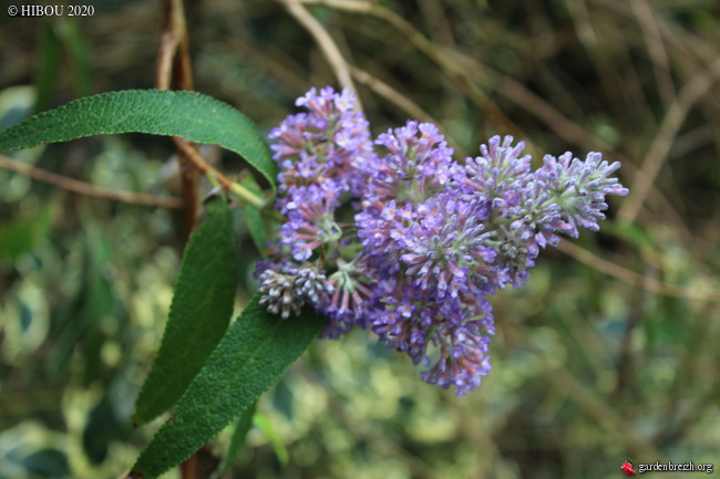 Buddleja myriantha GBPIX_photo_822001