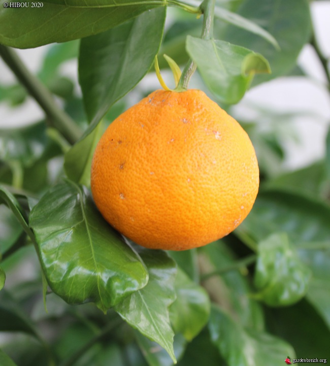 Citrus reticulata subsp. unshiu - mandarinier satsuma GBPIX_photo_822445
