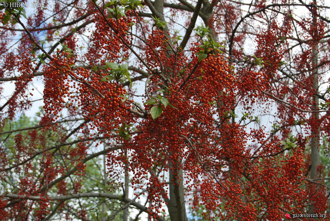 Idesia polycarpa GBPIX_photo_823651