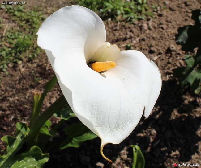 Zantedeschia aethiopica 'Himalaya' GBPIX_photo_824531