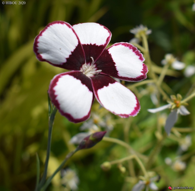 Dianthus 'Elizabethan Pink'  GBPIX_photo_828942