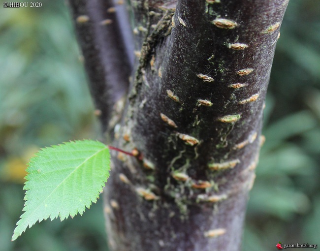 Prunus incisa 'Paean' GBPIX_photo_829046