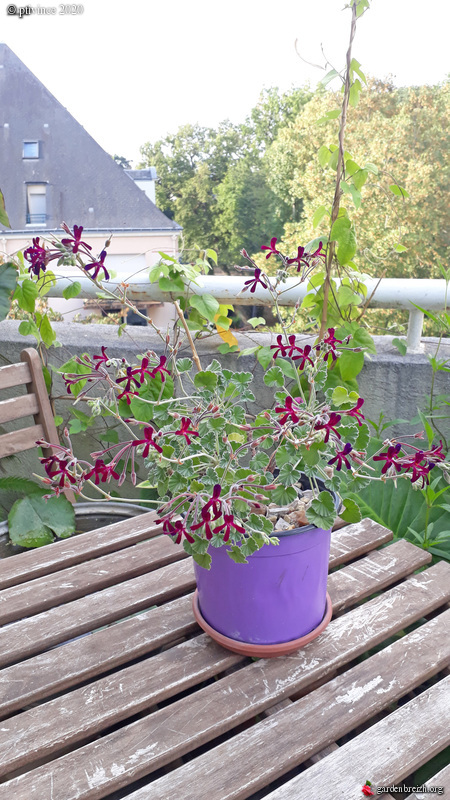 Pelargonium sidoides GBPIX_photo_832906