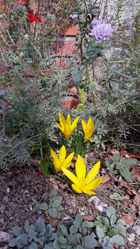 Sternbergia lutea - vendangeuse GBPIX_photo_833780