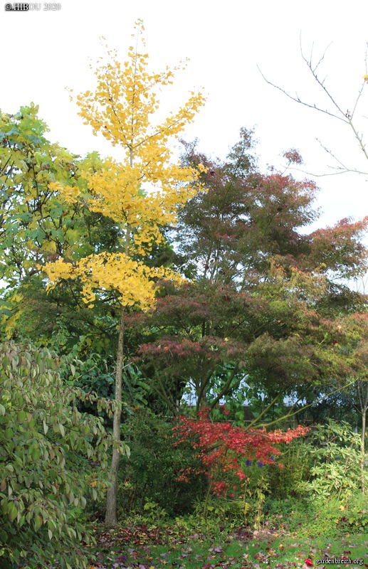 Ginkgo biloba - arbre aux quarante écus - Page 6 GBPIX_photo_834814