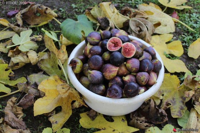 Ficus carica - figuier commun - Page 2 GBPIX_photo_834896