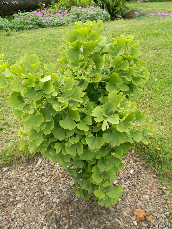 Ginkgo biloba - arbre aux quarante écus - Page 8 GBPIX_photo_834932