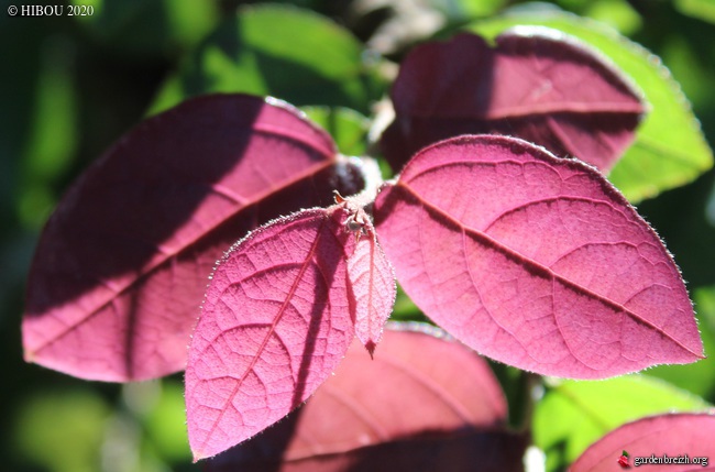 Loropetalum chinense 'Fire Dance' [identification] GBPIX_photo_835138