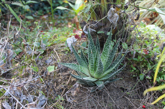 Gasteraloe 'Joseph Kuentz' GBPIX_photo_835200