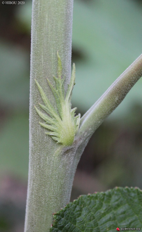 Rubus setchuenensis GBPIX_photo_835916