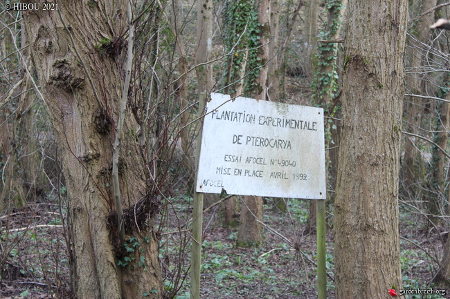Pterocarya caucasica = fraxinifolia , Pterocaryer du Caucase  - Page 2 GBPIX_photo_839159