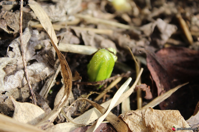 Podophyllum - le genre - Page 2 GBPIX_photo_839232