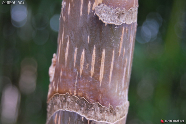 Tetrapanax papyrifera - Page 21 GBPIX_photo_839506