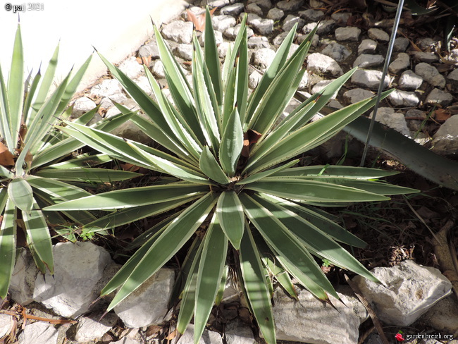 Agave macroacantha GBPIX_photo_841972